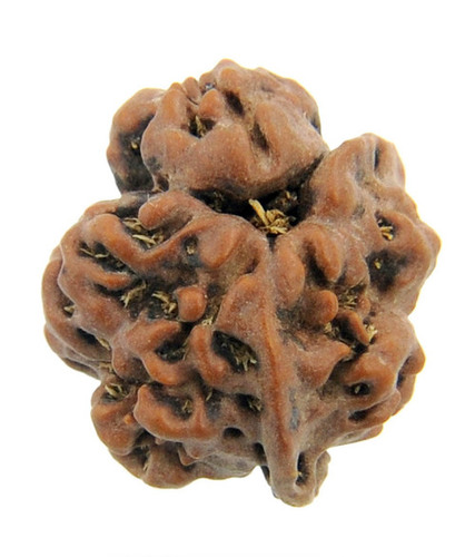 Nirmukhi Rudraksha 