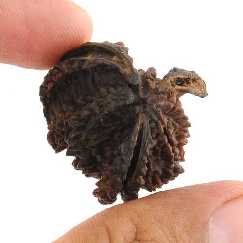 Nag- Savar Rudraksha
