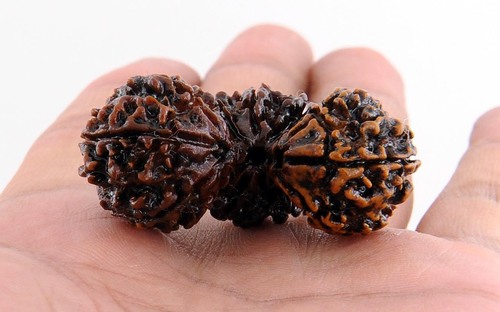 Genuine Trijuti Rudraksha