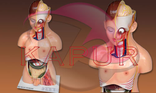 human anatomy male torso