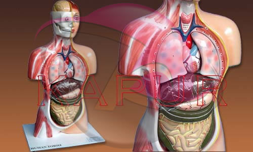 ह्यूमन सेक्सलेस टोरसो मॉडल