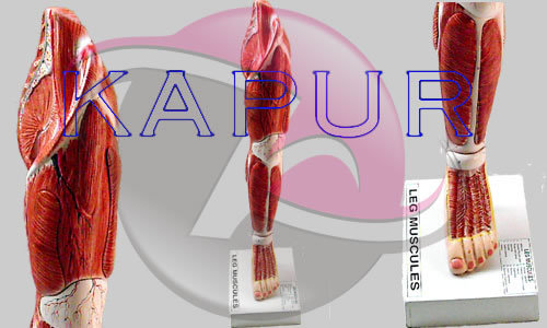 Human Leg Anatomy Models