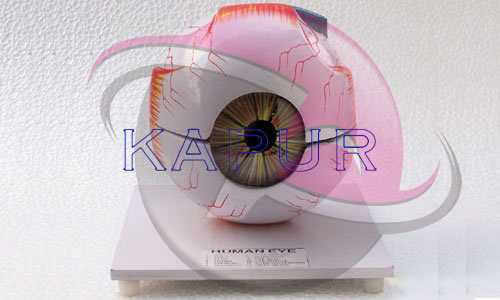 Human Eye Model