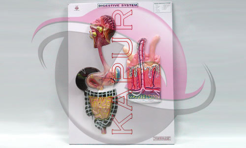 Digestive System Anatomy Model