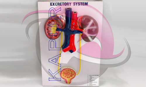 Excretory System Anatomy Model - Plastic 3D Board Mounted, Key Card Included