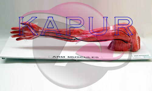 Arm Muscles Anatomy Model - 1/10th Natural Size, One-Piece On Base | Muscle Topography, Key Card Included