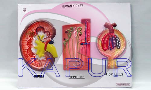 Human Kidney Anatomy Model