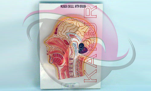 Human Skull With Brain Anatomy Model - Anatomical Model Mounted on Wooden Board, Key Card Included