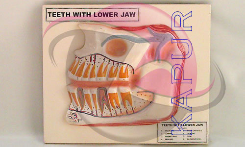 Teeth With Lower Jaw Anatomy Model