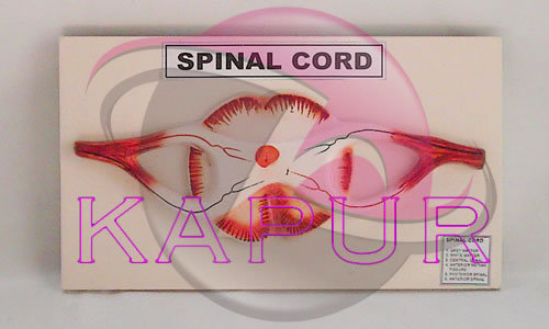 Spinal Cord Anatomy Model