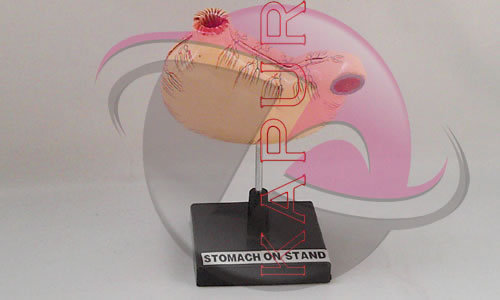 Stomach Anatomy Models