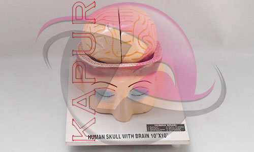Skull With Brain Anatomy Models