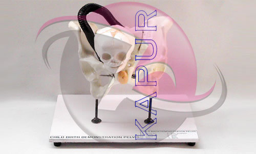 Childbirth Pelvis Anatomy Models