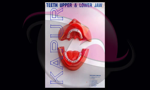 Teeth Upper & Lower Jaw Models - Plastic, Red | Anatomical Accuracy, Educational Tool, Fixed Board Display