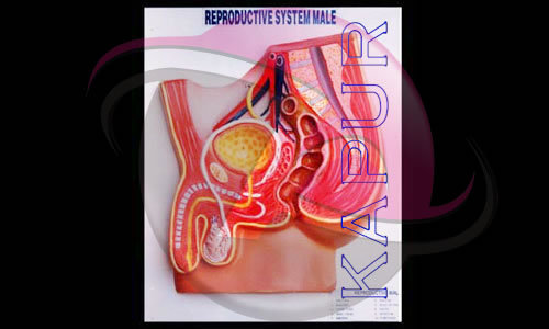 Human Reproductive System Models