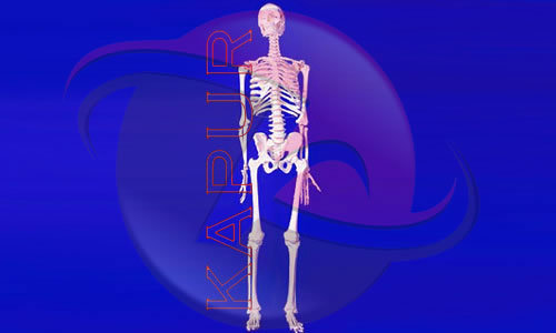 Human Skeleton Models