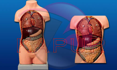 Torso Without Head Models