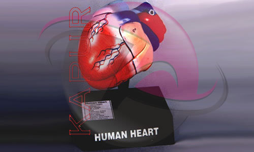 Heart Models - Human Heart Anatomy, Natural Size, Dissectable 2 Parts on Stand | Includes Key Card for Detailed Study