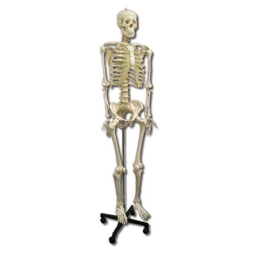 Life-Size Skeleton180cm Tall Life-Size Skeleton180cm Tall