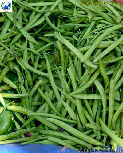 cluster beans buyers