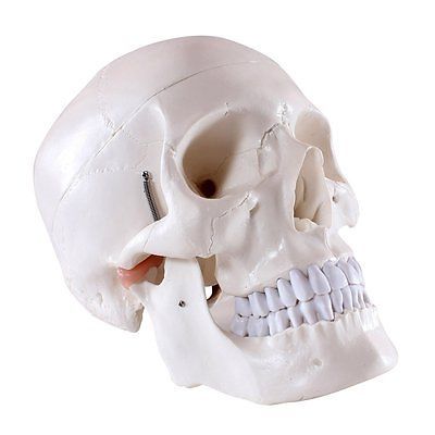 Life-Size Skull - PVC, 19x15x21 cm, Model KA+XC-104 | Movable Jaw, 3-Part, Removable Teeth, Calvarium Suture
