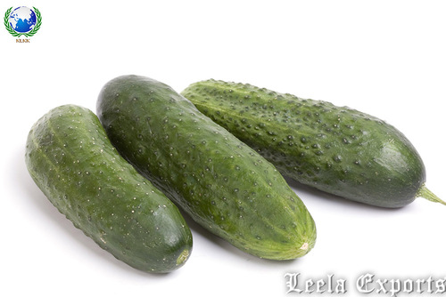 cucumber seed