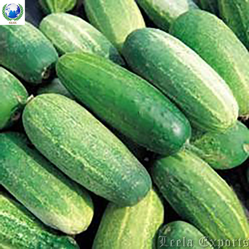 fresh cucumbers
