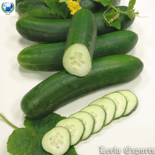 cucumber juice manufacturers