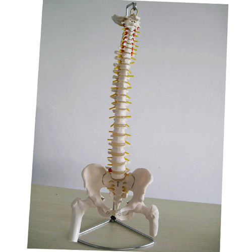 Life-Size Vertebral Column with Pelvis - PVC, 29" Tall, 34" Stand | Complete Vertebrae, Spinal Cord, Nerve Roots, Herniated Disc, Vertebral Artery