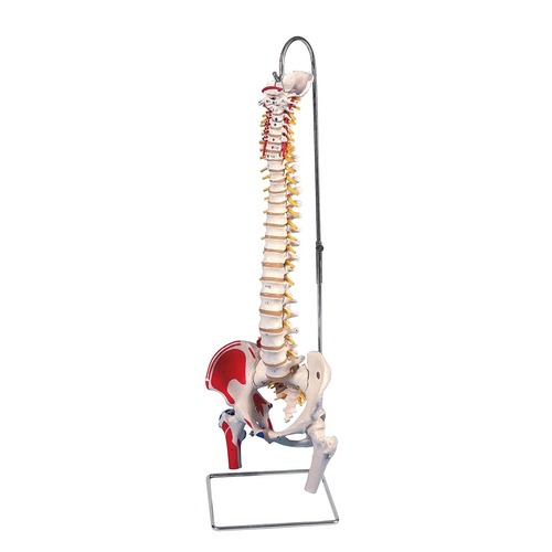 Didactic Flexible Vertebral Column with Pelvis - PVC, Fully Flexible, Multicolored Sections, Coccyx and Sacrum Present