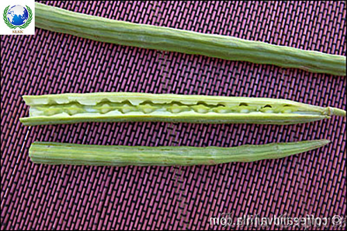 drumstick leaves powder