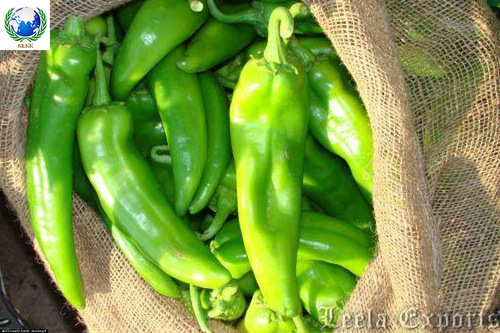 green chillies