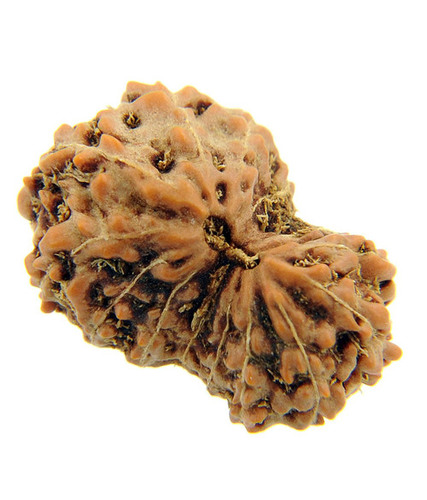 14 Mukhi Gaurishankar Rudraksh In Delhi