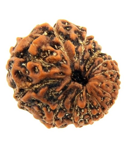 14 Mukhi Rudraksha
