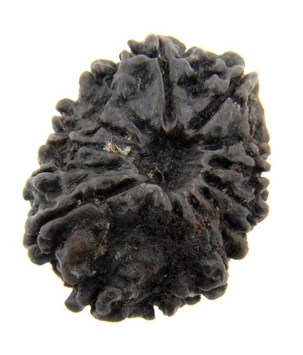 14 Mukhi Nepali Rudraksha Bead In Delhi