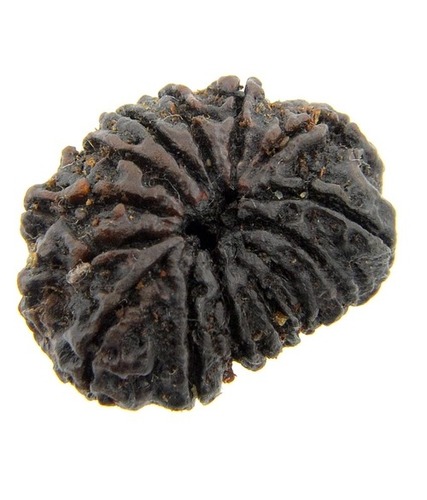 14 Mukhi Rudraksha