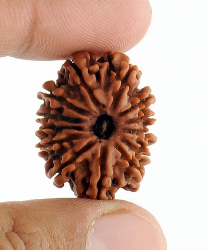 13 Mukhi Energised Rudraksha