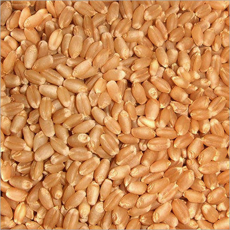 Wheat Grains