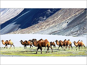Nubra Valley Tour Package