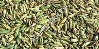 Fennel oil