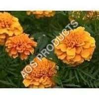 Tagetes Essential Oil - 100% Pure Herbal Extract, Dark Yellow To Orange Color | Offers Fruity Herbal Aroma, Reduces Pigmentation, Cures Skin Complaints, Effective Insect Repellent