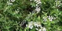 Thyme oil