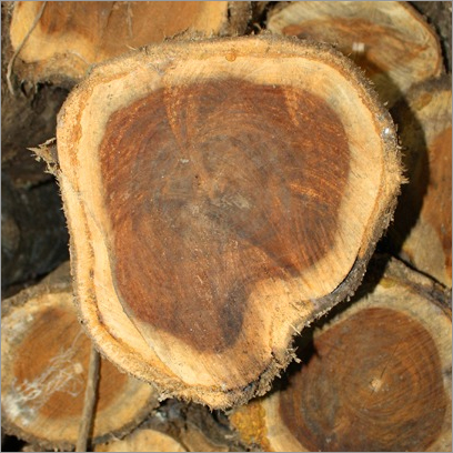 Panama Teak Wood