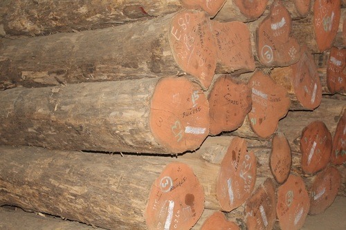 Teak Wood Logs