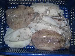 Whole Round Cuttlefish