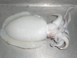 Whole Cleaned Cuttlefish