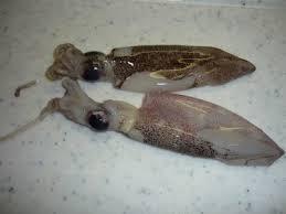 BABY SQUID