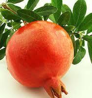 Indian Pomegranate