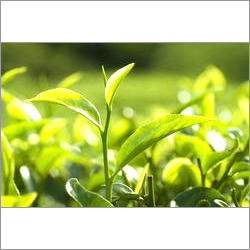 Green Tea