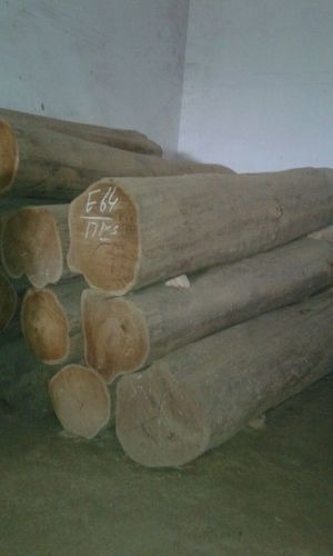 Burma Teak